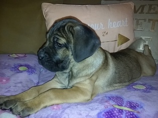 Puppyfindercom Cane Corso Puppies Puppies For Sale Near Me