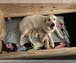 Small Photo #1 Golden Retriever Puppy For Sale in MASON, TX, USA