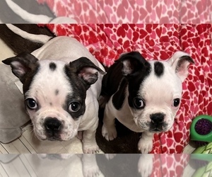 Faux Frenchbo Bulldog Litter for sale in MOUNT ORAB, OH, USA