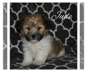 Havanese Litter for sale in SUGARCREEK, OH, USA