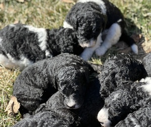 Bernedoodle Litter for sale in CLEVER, MO, USA