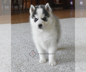 Pomsky Litter for sale in KANSAS CITY, MO, USA