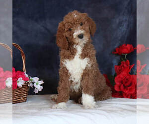 Goldendoodle Litter for sale in GAP, PA, USA