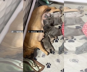 French Bulldog Litter for sale in PASADENA, CA, USA