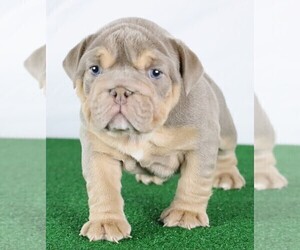 Bulldog Litter for sale in BOSWELL, IN, USA