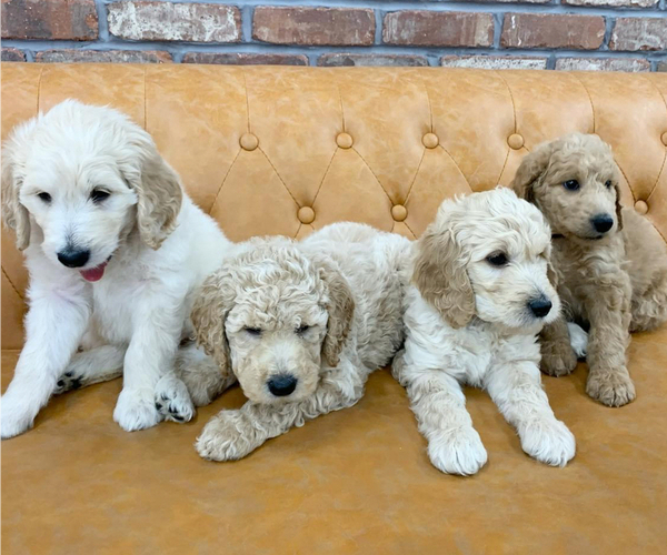 Medium Photo #1 Goldendoodle Puppy For Sale in DAWSONVILLE, GA, USA