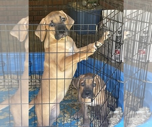 Cane Corso Litter for sale in FAYETTEVILLE, NC, USA
