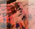 Small Photo #1 Miniature Bull Terrier Puppy For Sale in CORONA, CA, USA