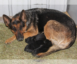 German Shepherd Dog Litter for sale in WESTCLIFFE, CO, USA