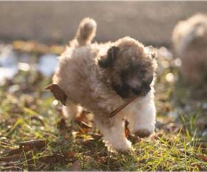 ShihPoo Litter for sale in CUMBERLAND, MD, USA