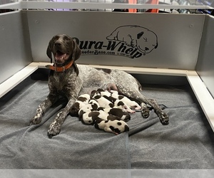 German Shorthaired Pointer Litter for sale in COLUMBUS JUNCTION, IA, USA