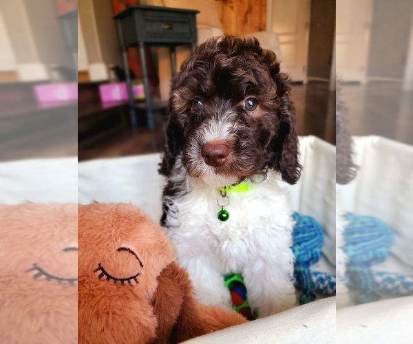 Medium Photo #1 Australian Labradoodle-Labradoodle Mix Puppy For Sale in CITRUS HEIGHTS, CA, USA