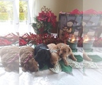 Small Photo #1 Cavapoo-Poodle (Miniature) Mix Puppy For Sale in SHIPSHEWANA, IN, USA