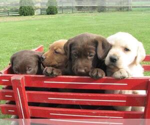 Labrador Retriever-Unknown Mix Litter for sale in PORT REPUBLIC, VA, USA