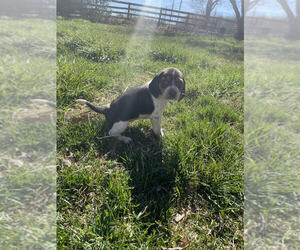 Beagle Litter for sale in LEWISBURG, WV, USA