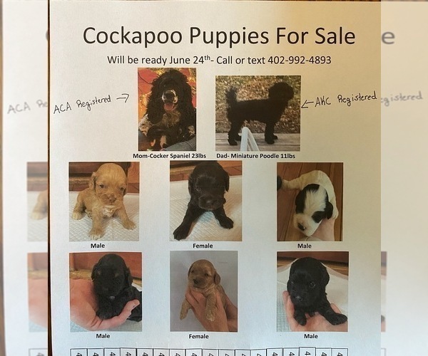 Medium Photo #1 Cock-A-Poo Puppy For Sale in CRESTON, NE, USA
