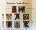 Small Photo #1 Cock-A-Poo Puppy For Sale in CRESTON, NE, USA