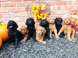 Poodle (Standard) Litter for sale in COLUMBIA, MO, USA