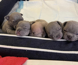 French Bulldog Litter for sale in WESTMINSTER, CA, USA