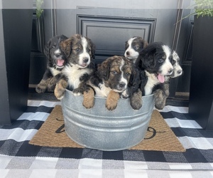 Bernedoodle Litter for sale in INDIAHOMA, OK, USA