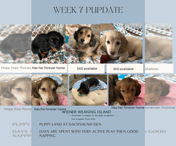 Medium Photo #1 Dachshund Puppy For Sale in ATASCADERO, CA, USA