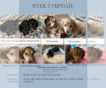 Small Photo #1 Dachshund Puppy For Sale in ATASCADERO, CA, USA