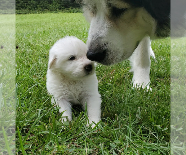Medium Photo #1 Great Pyrenees Puppy For Sale in HARTSVILLE, SC, USA