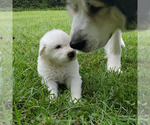 Small Photo #1 Great Pyrenees Puppy For Sale in HARTSVILLE, SC, USA