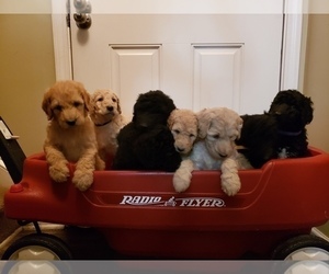 Goldendoodle Litter for sale in LADSON, SC, USA