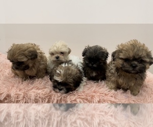 ShihPoo Litter for sale in MCKINNEY, TX, USA
