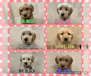 Golden Labrador-Goldendoodle Mix Litter for sale in AMARILLO, TX, USA