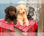 Small Photo #1 Labradoodle Puppy For Sale in SHARPSBURG, GA, USA