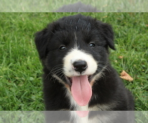 Border Collie-Miniature Australian Shepherd Mix Dogs for adoption in MYERSTOWN, PA, USA