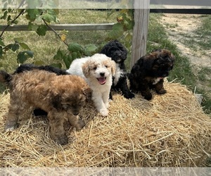 Labradoodle-Poodle (Miniature) Mix Litter for sale in NAPPANEE, IN, USA