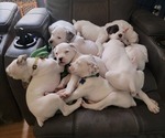 Small Photo #1 Bullboxer Pit Puppy For Sale in NORTH ROSE, NY, USA