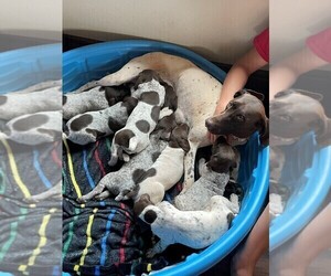 German Shorthaired Pointer Litter for sale in LARAMIE, WY, USA
