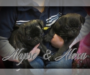 Pug Litter for sale in ELVERSON, PA, USA