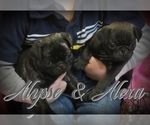 Small Photo #1 Pug Puppy For Sale in ELVERSON, PA, USA