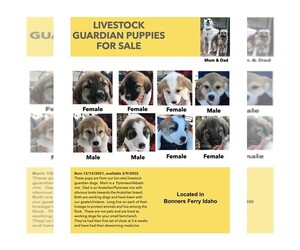 Anatolian Shepherd-Great Pyrenees Mix Litter for sale in BONNERS FERRY, ID, USA