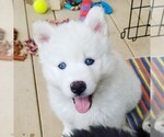 Small Photo #1 Siberian Husky Puppy For Sale in AURORA, CO, USA