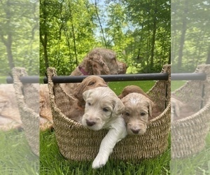 Irish Doodle Litter for sale in WHITE LAKE, WI, USA