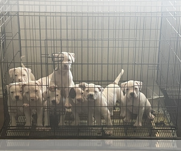 Medium Photo #1 American Bulldog-American Staffordshire Terrier Mix Puppy For Sale in PHOENIX, AZ, USA