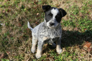 australian cattle dog mixed with border collie