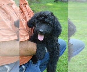 Bernedoodle Litter for sale in MIFFLINBURG, PA, USA