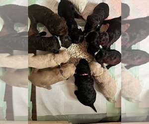 Goldendoodle Litter for sale in MARION, IL, USA
