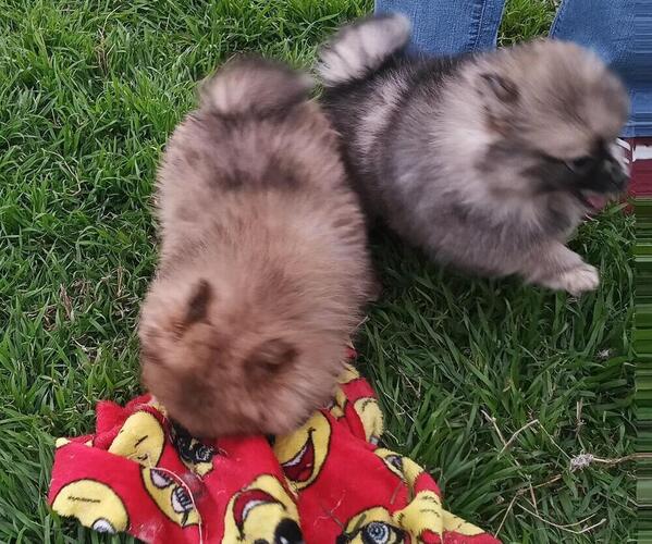 Medium Photo #1 Pomeranian Puppy For Sale in DECATUR, TX, USA