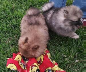 Pomeranian Litter for sale in DECATUR, TX, USA