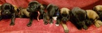 Small Photo #1 Cane Corso-Mastiff Mix Puppy For Sale in ANTELOPE, CA, USA
