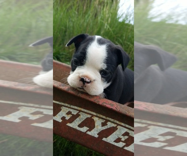 Medium Photo #1 Faux Frenchbo Bulldog Puppy For Sale in SEYMOUR, TN, USA