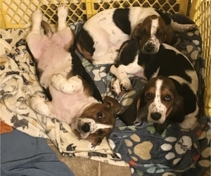 Basset Hound Litter for sale in IRMO, SC, USA